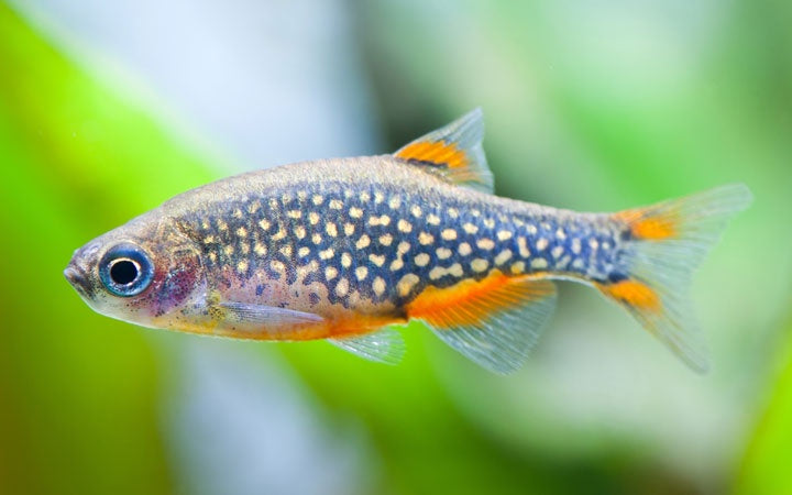Celestial Pearl Danio - CPD aka Galaxy Rasbora