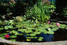Pond Clean - Nature Aquariums