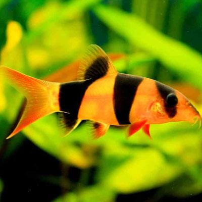 XL Clown Loach 15cm