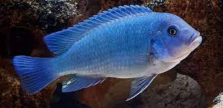 Cobalt Blue Zebra Cichlid 5cm