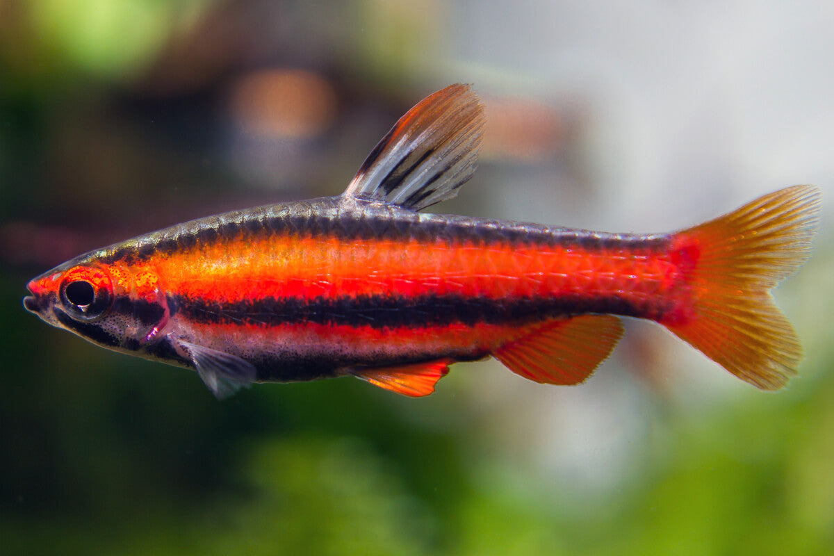 Coral Red Dwarf Pencilfish