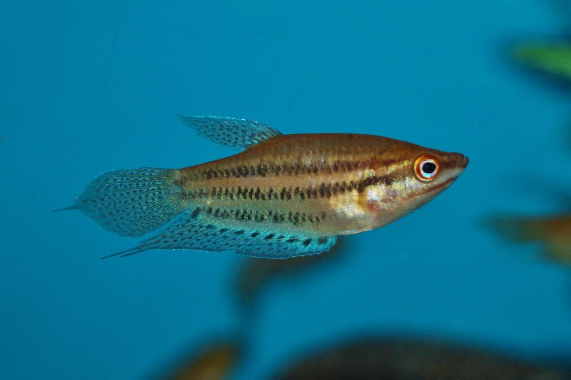 Croaking Gourami