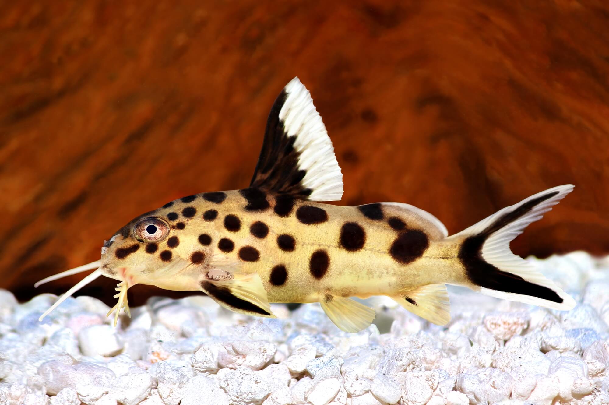 Synodontis Multipunctatus Cuckoo Catfish 3cm