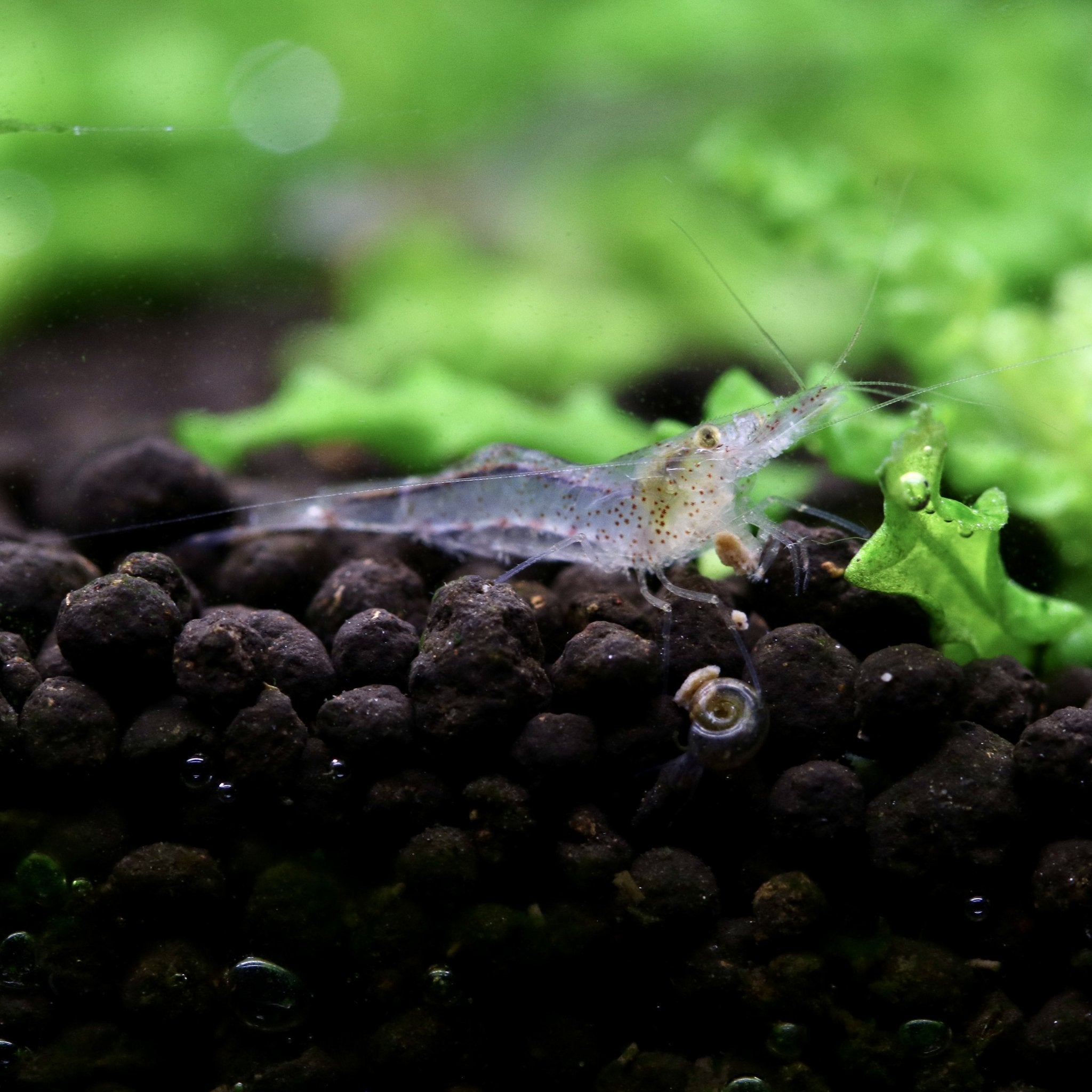 Caridinides Wilkinsi Calman Shrimp