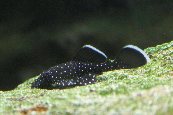 XL Peppermint Bristlenose (Adult)