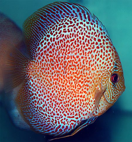 Eruption Discus 5.0-6.0 Cm