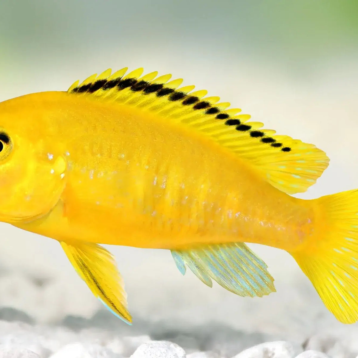 Electric yellow cichlid care shop
