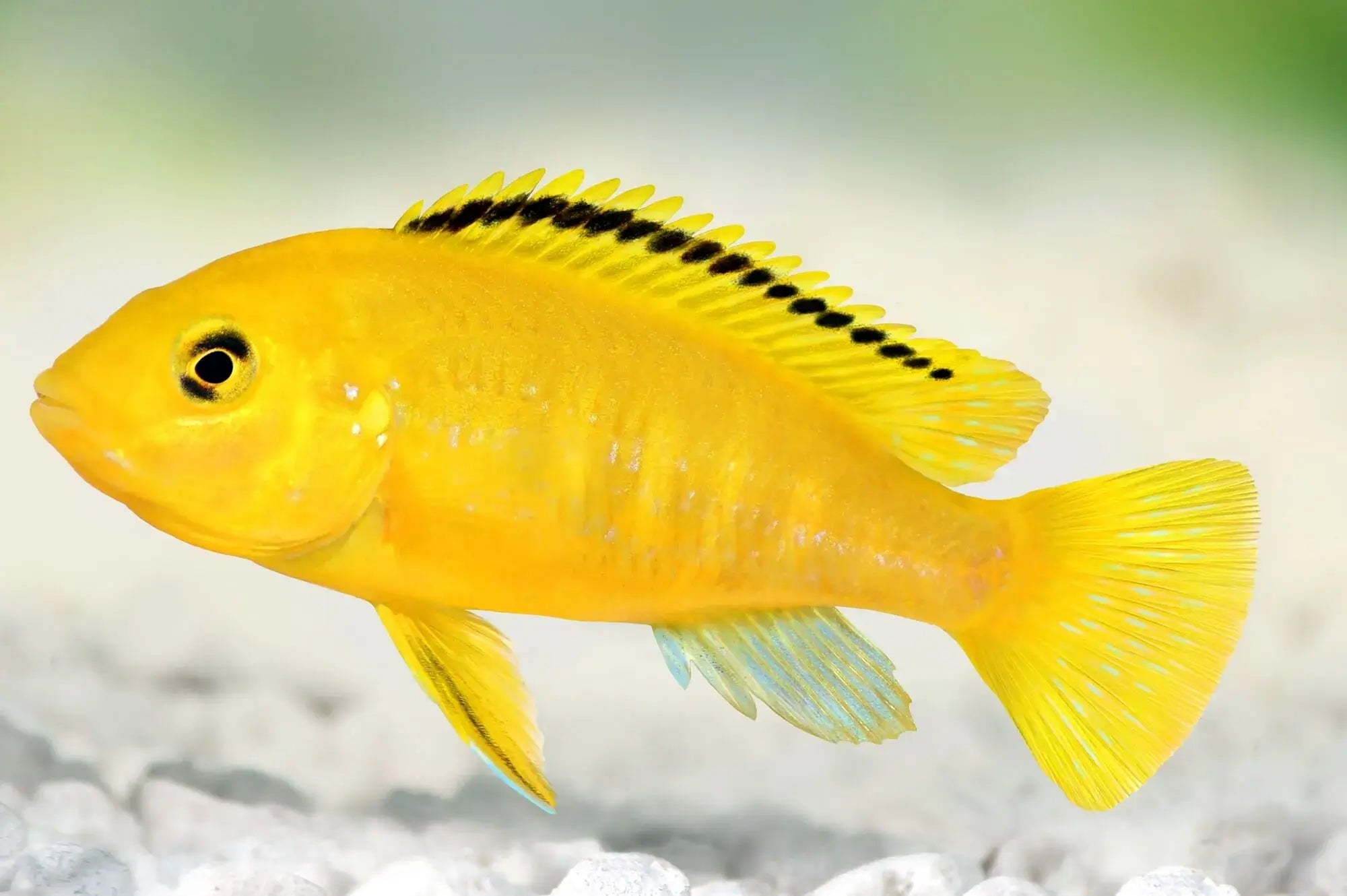 Electric Yellow Cichlid 5cm
