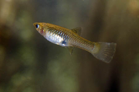 Endler Female Assorted 3cm