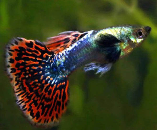 Red Cobra Guppy Male