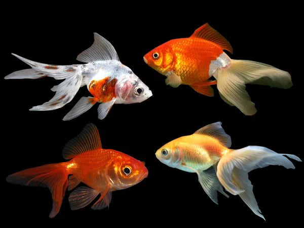 Assorted Fantail 12cm