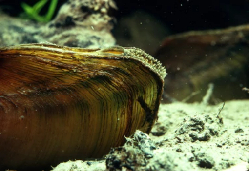 Freshwater Mussel