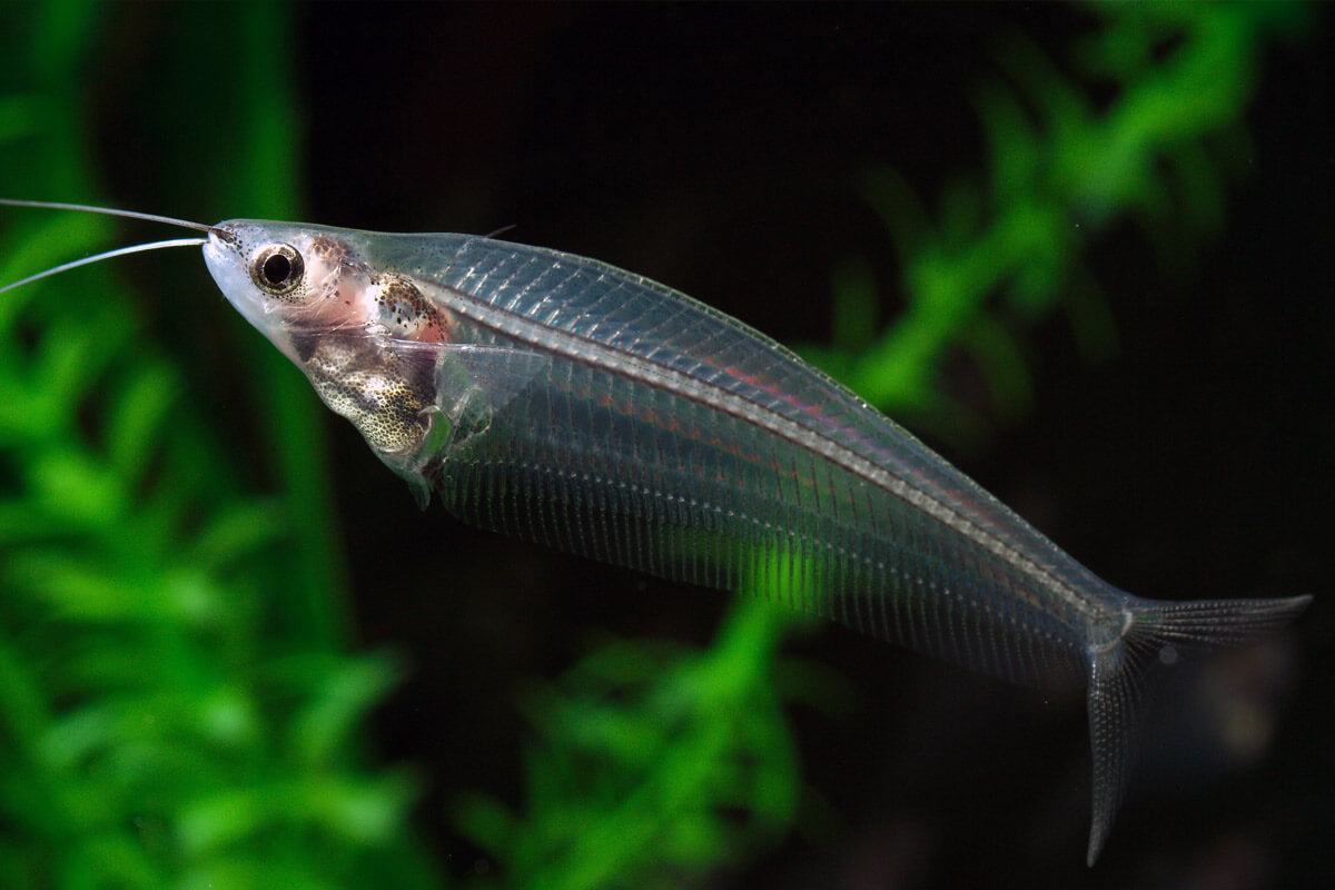Phantom Glass Catfish 5cm