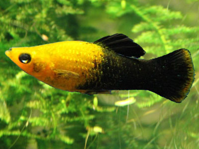 Black and Gold Molly