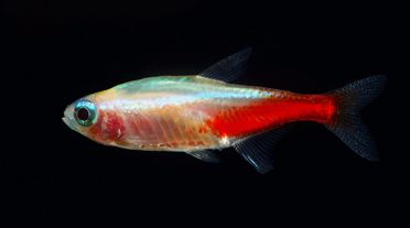 Gold Neon Tetra