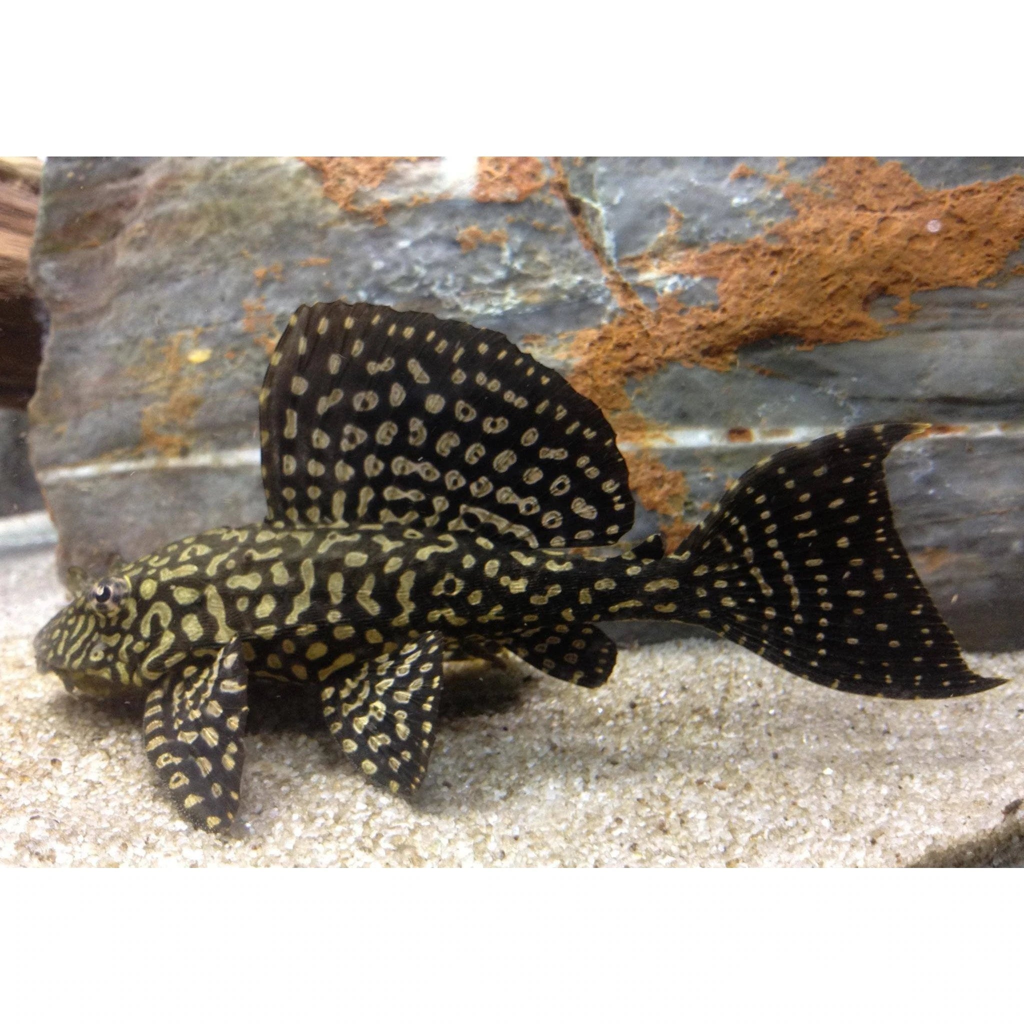 Gold Spot Pleco 5cm