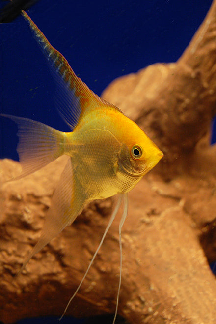 Gold Veiltail Angelfish 4cm