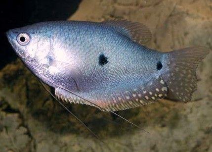 Blue Spot Gourami 5 Cm