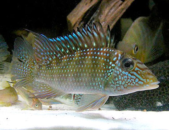 Green Horseface 5-6 Cm