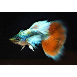 Red Neon Guppy Male
