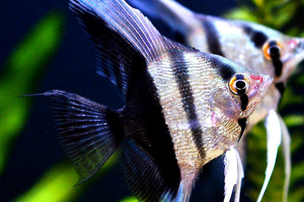 Silver Tuxedo Veiltail Angelfish 4cm