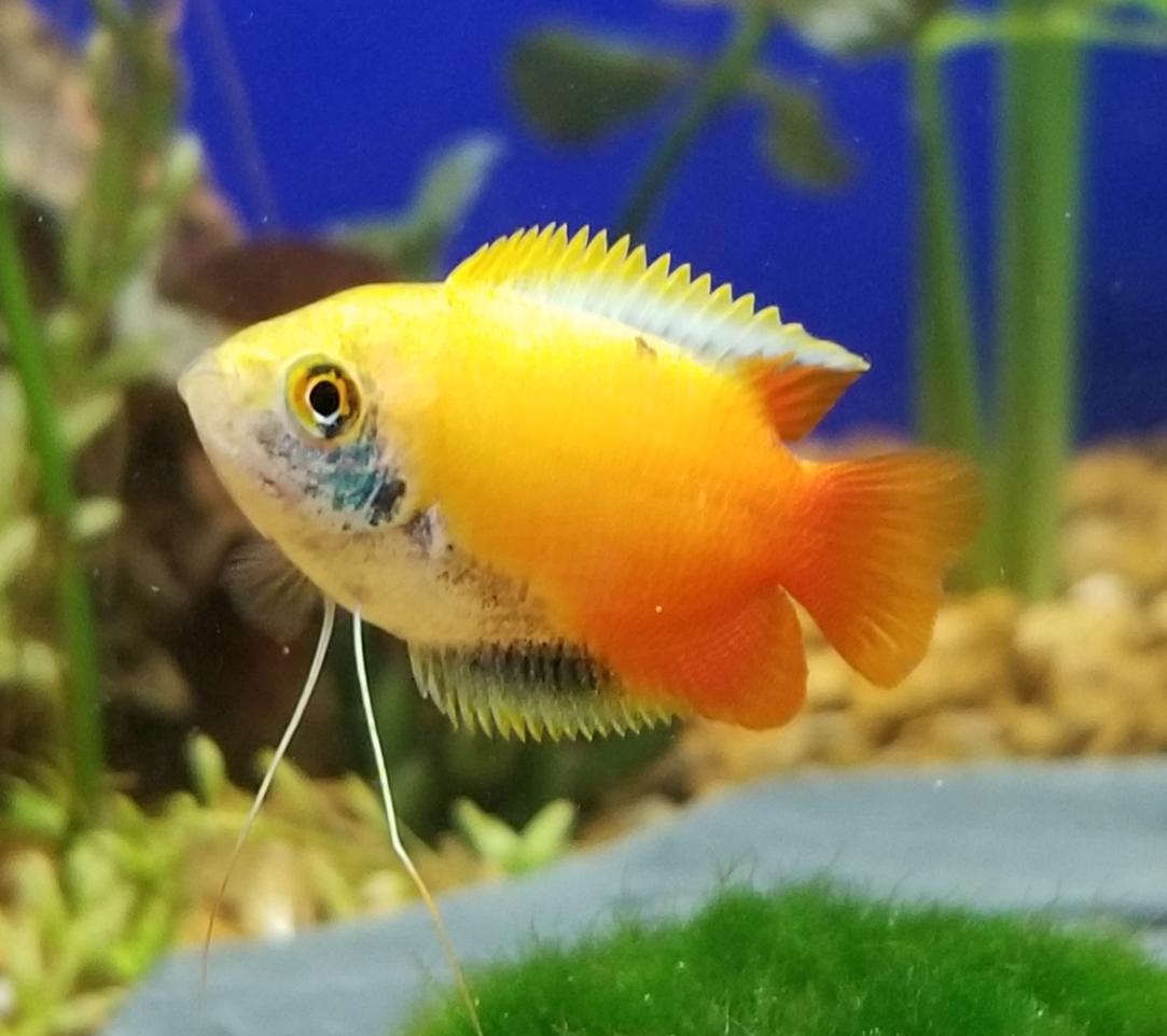 Gourami 4-5 Cm