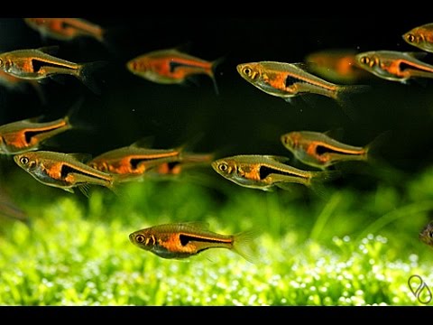 Hengels Rasbora 3cm
