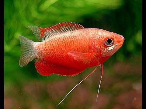Gourami 4-5 Cm