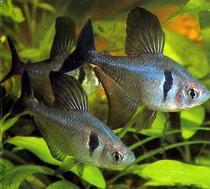 Black Phantom Tetra 3.5 Cm