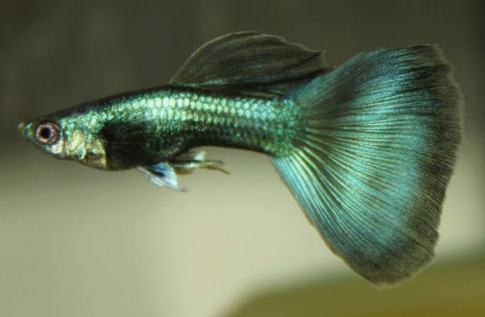 Green Moscow Guppy Male