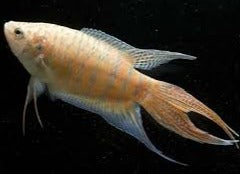 Albino Paradisefish 5cm