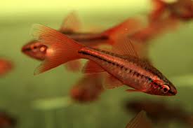 Longfin Cherry Barb