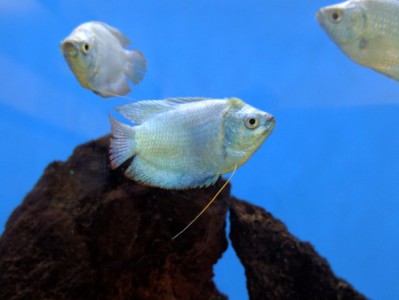 Dwarf Coral Blue Gourami Male