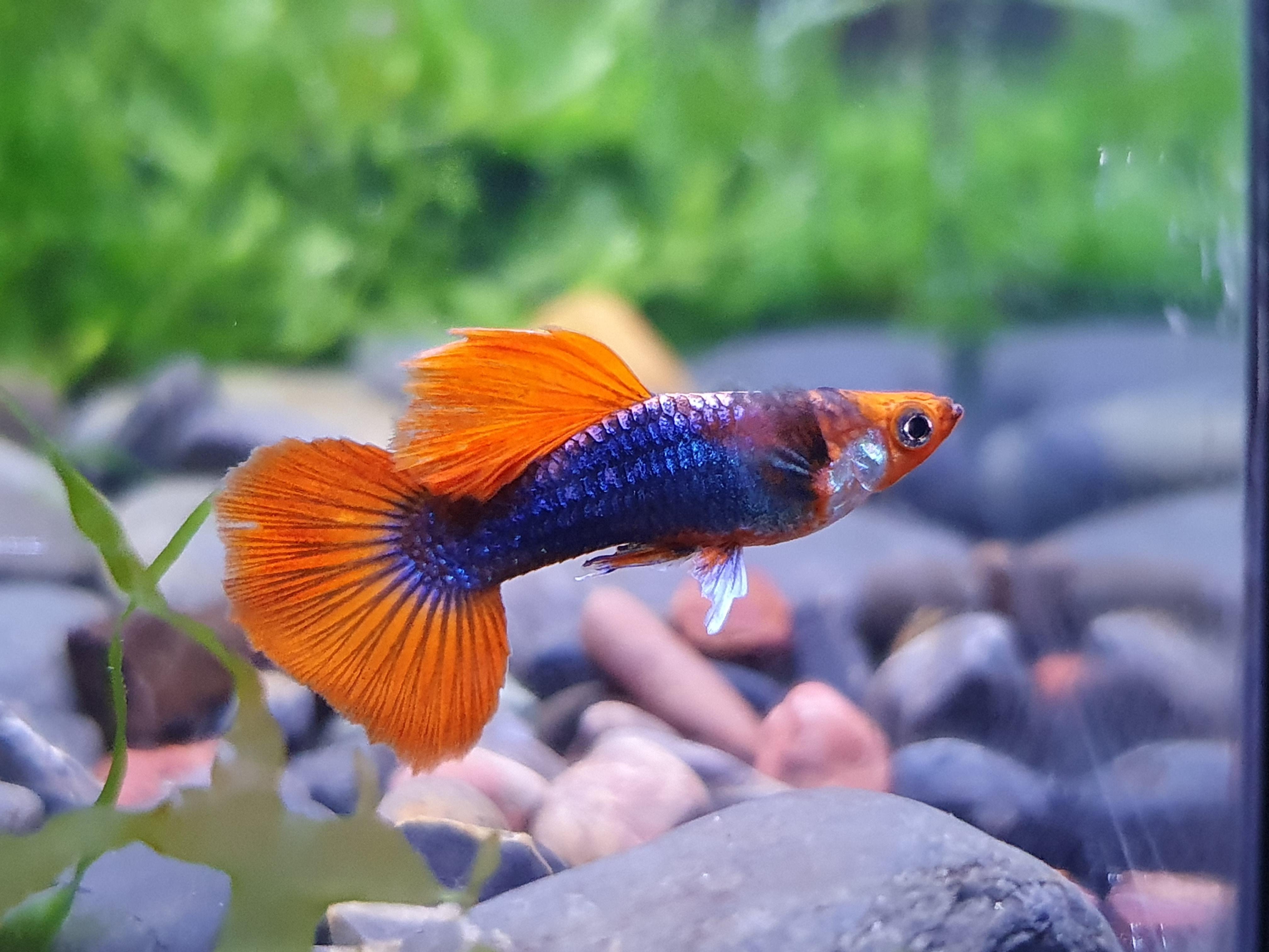 Dwarf Tuxedo Koi Guppy Male
