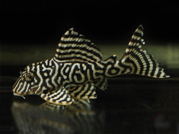 L333 King Tiger Pleco 4cm