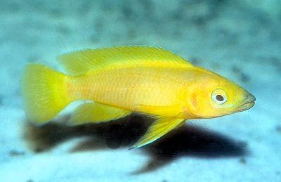 Neolamprologus Leleupi (Lemon Cichlid) 5cm +