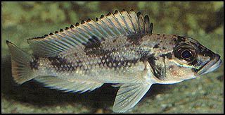 Lepidolamprologus Lemairii 7.0+ Cm