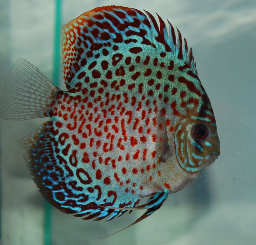 Leopard Spotted Discus