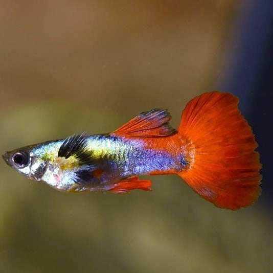 Silver Tuxedo Guppy Male