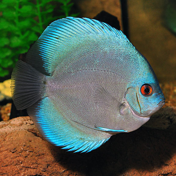 Powder Blue Diamond Discus XL 12-15CM