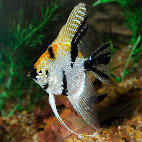 Marble Koi Angelfish 5cm