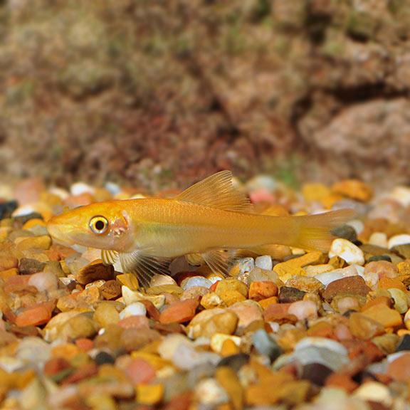 Gold Sucking Catfish