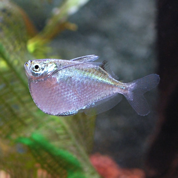 XL Silver Hatchetfish
