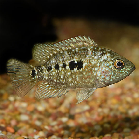 Green Texas Cichlid XL