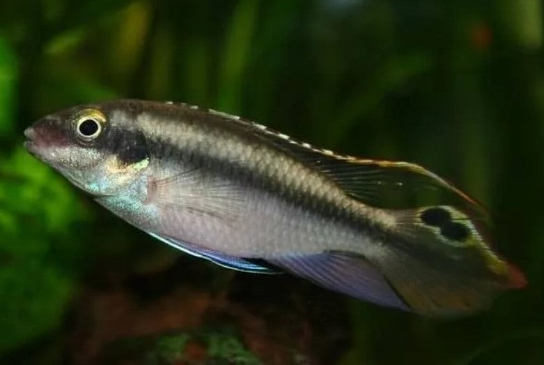 Kribensis 4-6cm