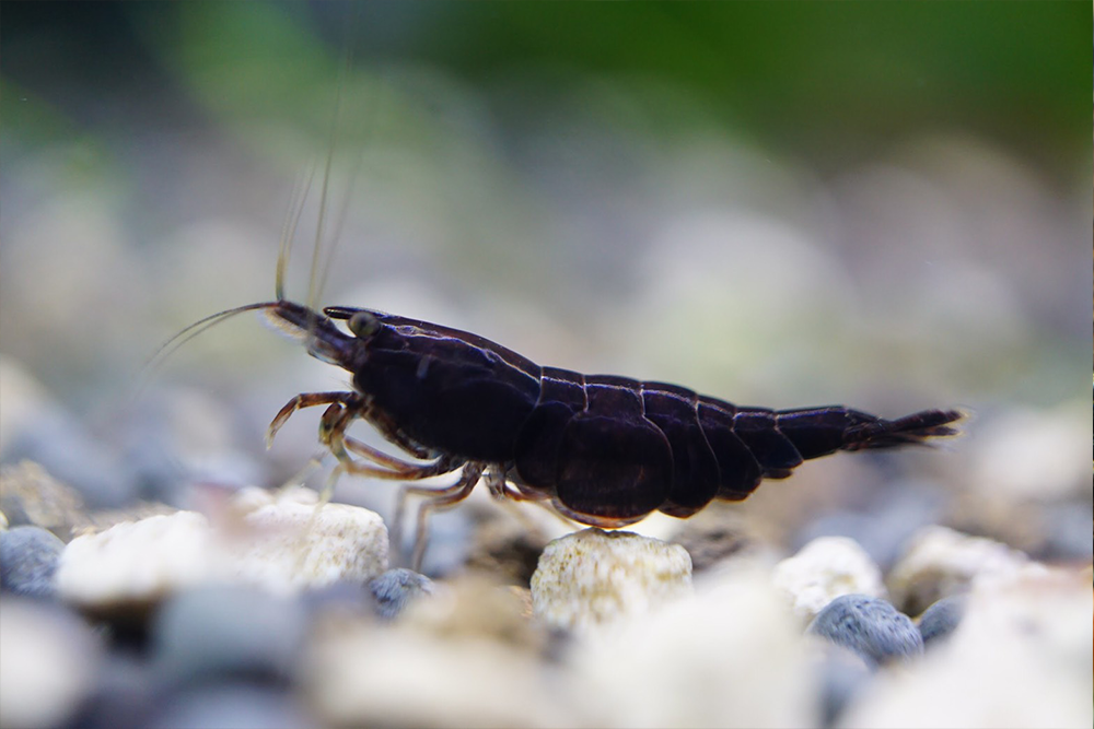 Black Cherry Shrimp