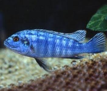 Melanochromis Joanjohnsonae 5cm