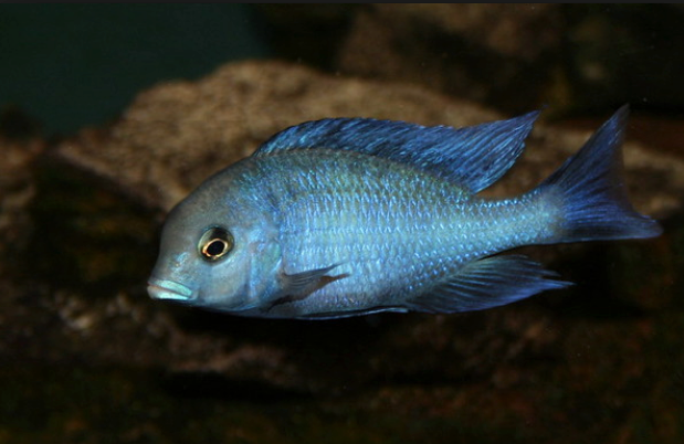 Blue Dolphin Cichlid 5 Cm