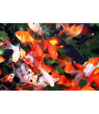 Red and White Nymph Goldfish