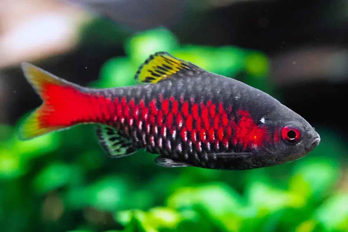 Odessa Barb